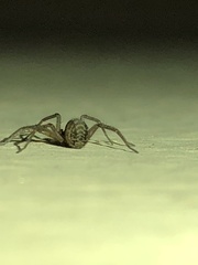 Tegenaria domestica