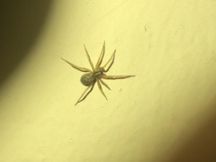 Tegenaria domestica