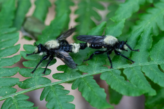 Laphria divisor