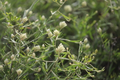 Ptilotus divaricatus