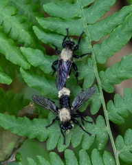 Laphria divisor