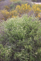Ptilotus divaricatus
