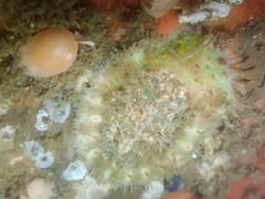 Placiphorella velata