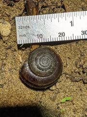 Helminthoglypta walkeriana