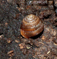 Strobilops