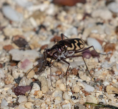Cicindela carthagena