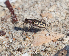 Cicindela carthagena