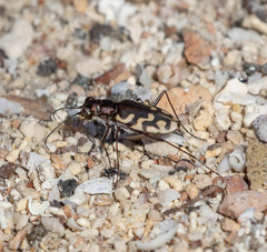 Cicindela carthagena