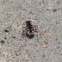 Cicindela carthagena