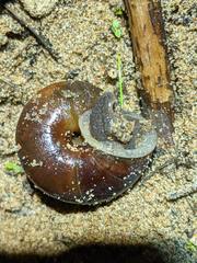 Helminthoglypta walkeriana