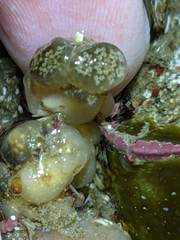 Distaplia occidentalis