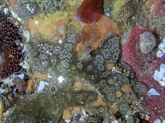 Distaplia occidentalis