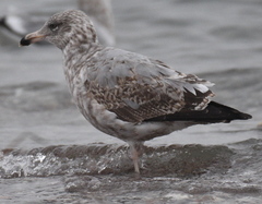 Larus argentatus