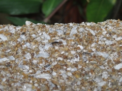 Dolichoderus laminatus