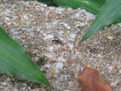 Dolichoderus laminatus