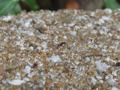 Dolichoderus laminatus