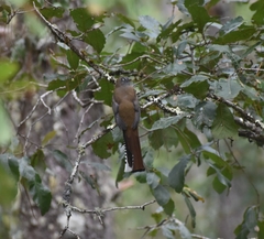 Trogon collaris