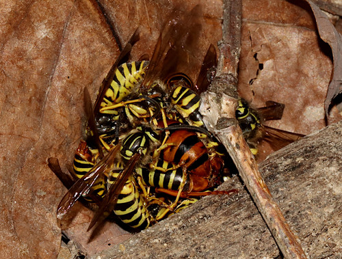 Southern Yellowjacket photo 4