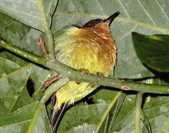 Chalcoparia singalensis