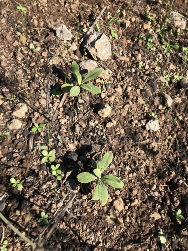 Creeping Sage seedling