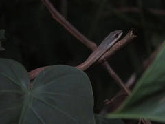 Mastigodryas boddaerti