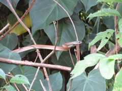 Mastigodryas boddaerti