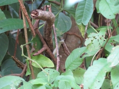 Mastigodryas boddaerti