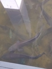 Channa aurolineata