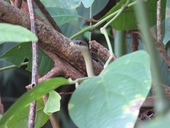 Mastigodryas boddaerti