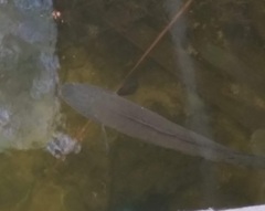 Channa aurolineata