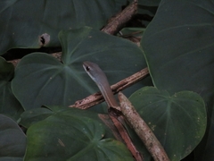 Mastigodryas boddaerti