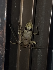 Trypanidius notatus
