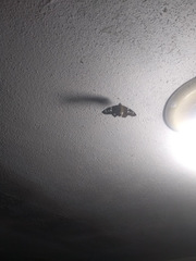 Celaenorrhinus eligius