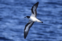 Pterodroma cahow