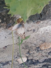 Heliopetes ericetorum