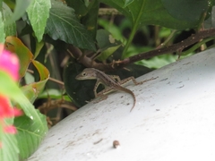 Anolis marmoratus