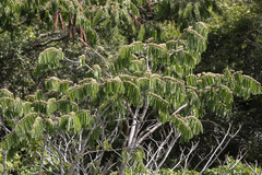 Macrolobium acaciifolium