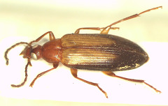 Euomma lateralis