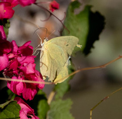 Phoebis agarithe fisheri