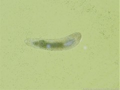 Macrostomum