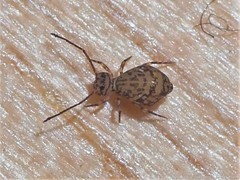 Ptenothrix marmorata