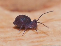 Ptenothrix atra