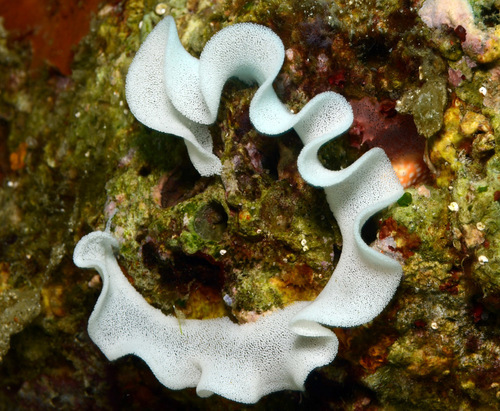 Mourning Dorid