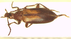 Euomma lateralis