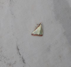 Autocharis hedyphaes