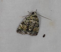 Blenina viridata