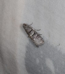 Ctenomeristis subfuscella