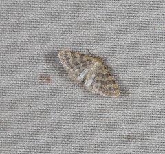 Idaea simplex