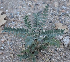 Astragalus lentiginosus
