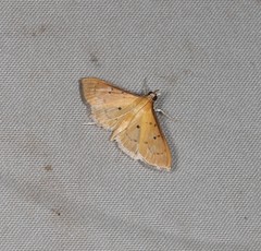 Ectadiosoma straminea